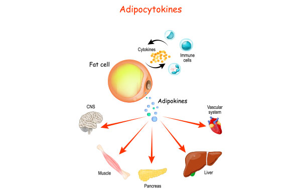 The Role Of Cytokines