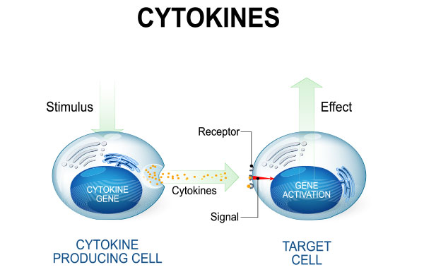 Cytokines in the body