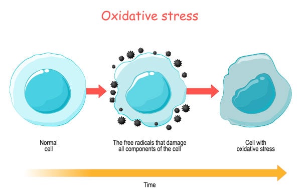 essay on oxidative stress