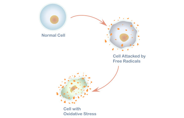 Effect of oxidative stress on a cell