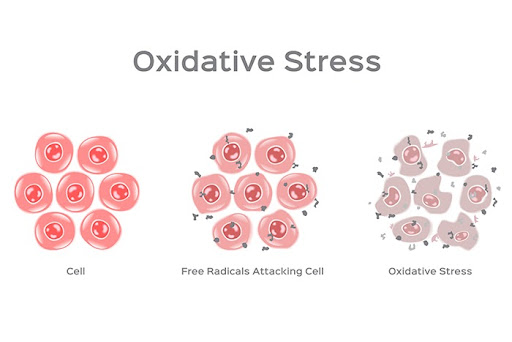 Oxidative Stress: Harms and Benefits for Human Health