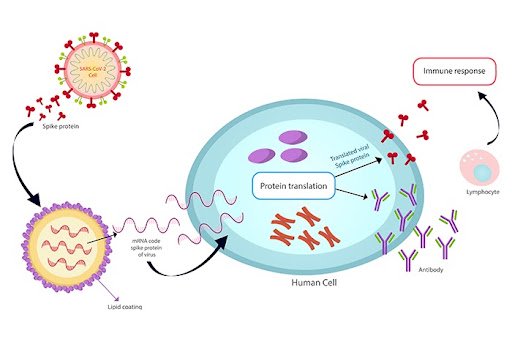 An Alternative Strategy for Fighting SARS-CoV-2 Infection