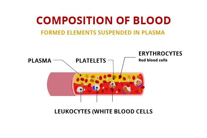 Composition of Blood and its Functions