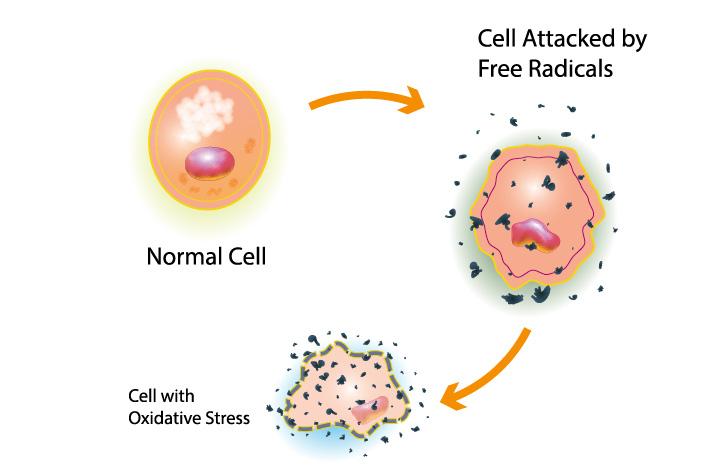 Effects of Oxidative stress | HHC