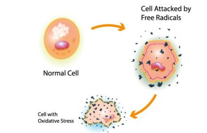 What is Oxidative Stress, and How Does it Affect Your Health?
