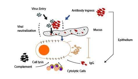 Antibody therapies for the prevention and treatment of viral infections