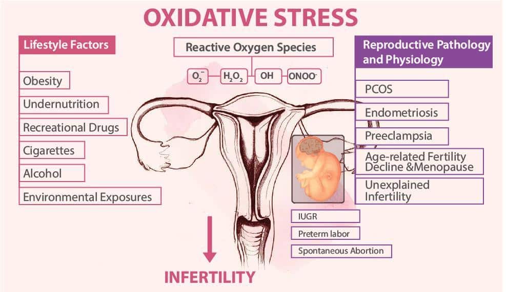 The effects of oxidative stress on female reproduction
