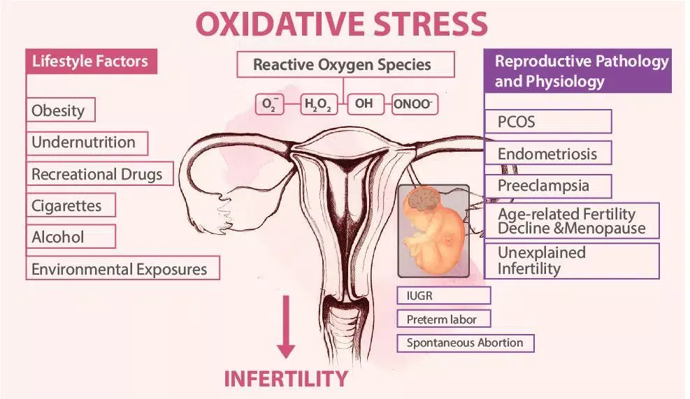 The effects of oxidative stress on female reproduction