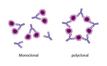 Antibodies: Monoclonal and Polyclonal and their Differences