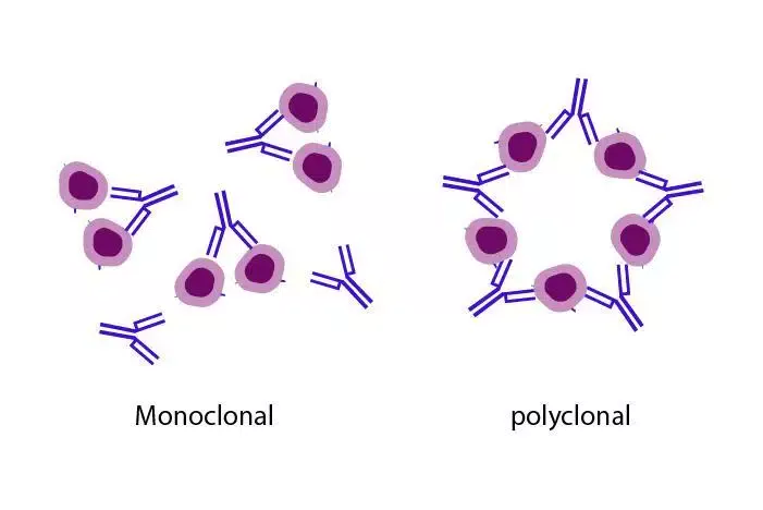 Antibodies: Monoclonal and Polyclonal and their Differences