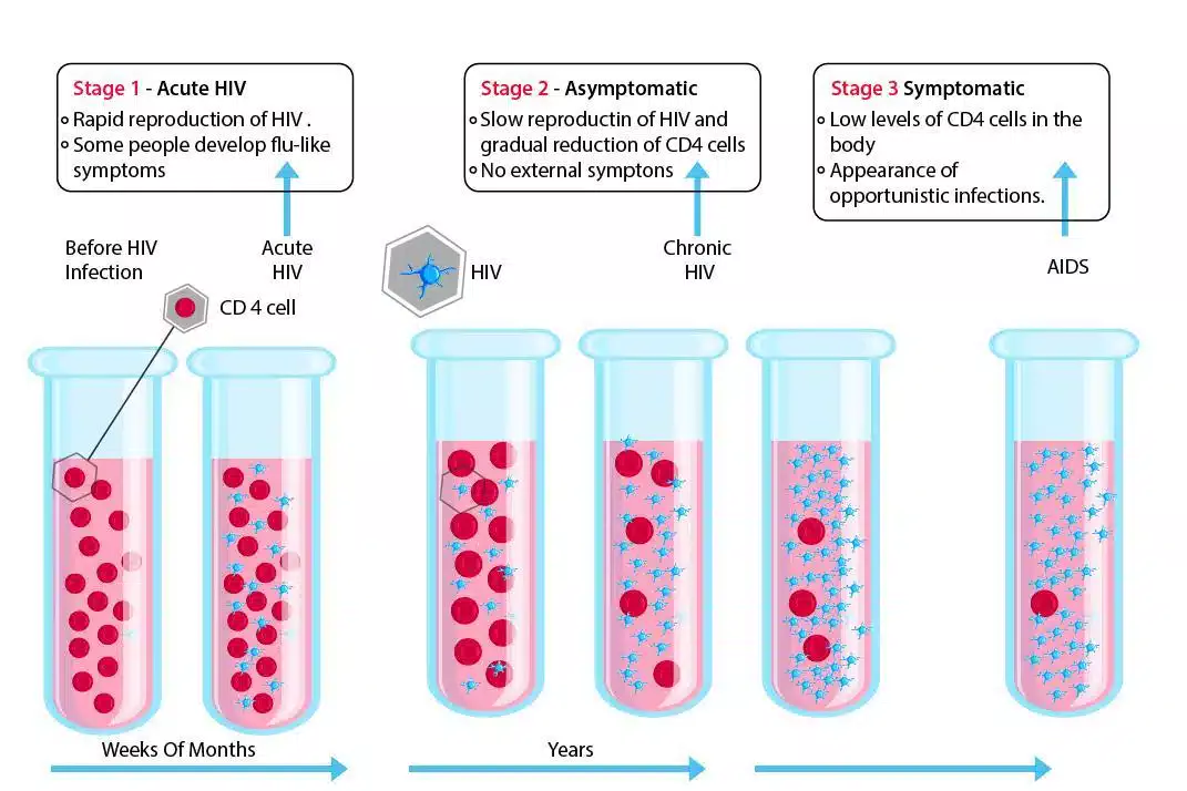 What are the phases of the HIV timeline?
