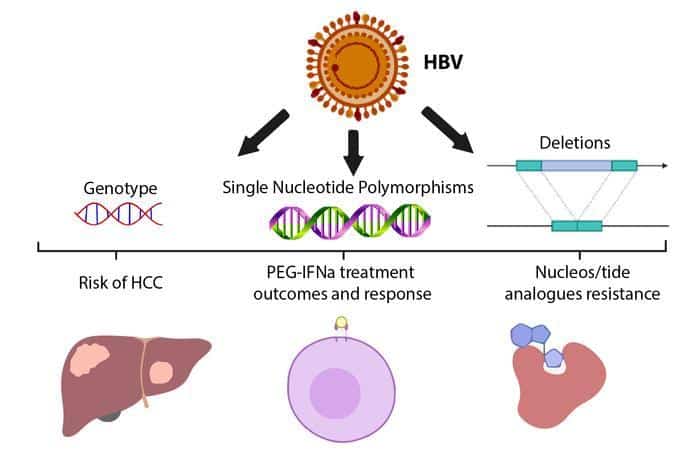 Performance Assessment of Blood Screening Assays: Early Dynamics of Hepatitis B Virus  (HBV)-DNA and Surface Antigen (HBsAg) in Ramp-Up Phase of Viremia