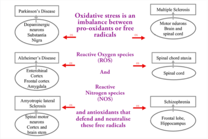 Oxidative stress and neurological diseases