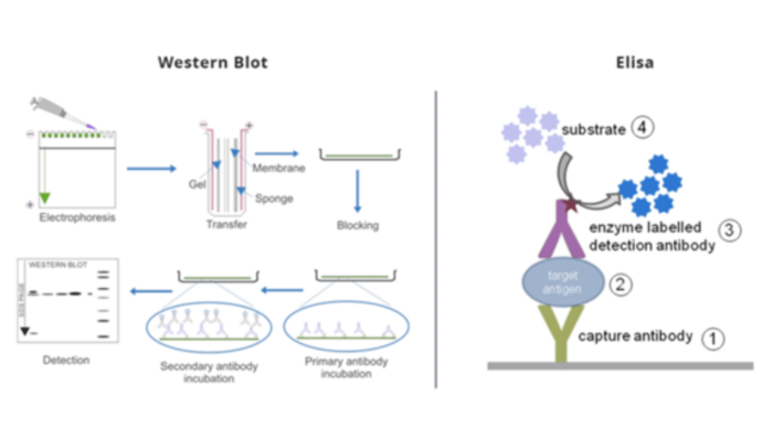 ELISA vs western blot: a comparison of two common immunoassays