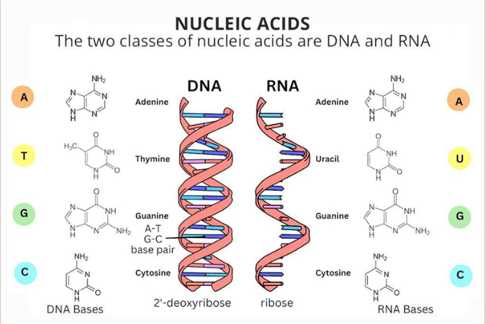 What are the different types of Nucleic Acid Extraction Techniques in molecular diagnostics? 
