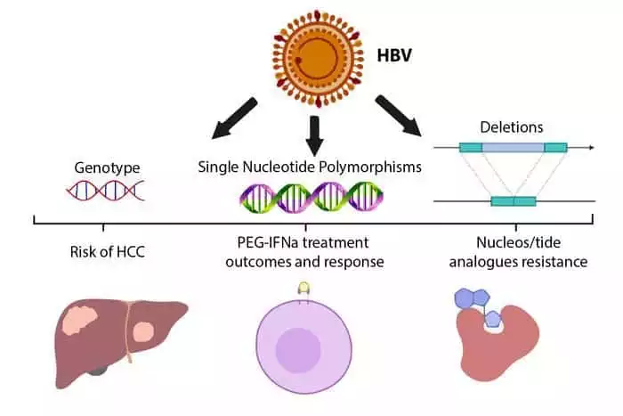 Performance Assessment of Blood Screening Assays: Early Dynamics of Hepatitis B Virus (HBV)-DNA and Surface Antigen (HBsAg) in Ramp-Up Phase of Viremia