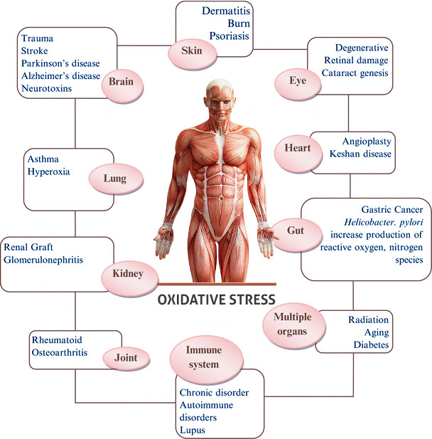 Discover the importance of good nutrition in reducing oxidative stress. | Helvetica Health Care