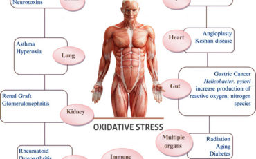 How Can Better Nutrition Reduce the Effects of Oxidative Stress on Human Health?