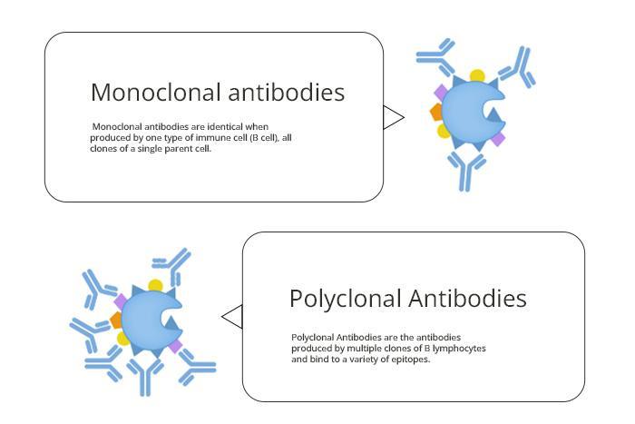Monoclonal and Polyclonal Antibodies