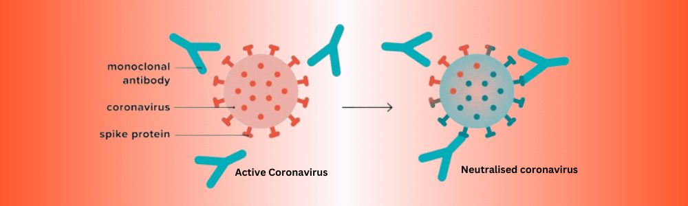 Decoding Monoclonal Antibodies: Impact on COVID-19 Prevention| Helvetica Health Care