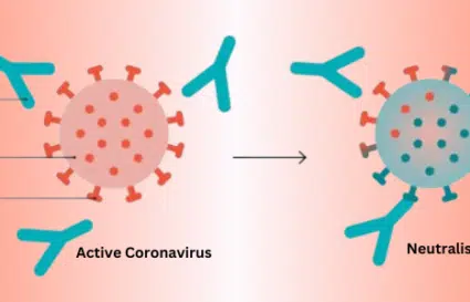 Could Monoclonal Antibodies Decrease the Efficacy of COVID-19 Prevention?