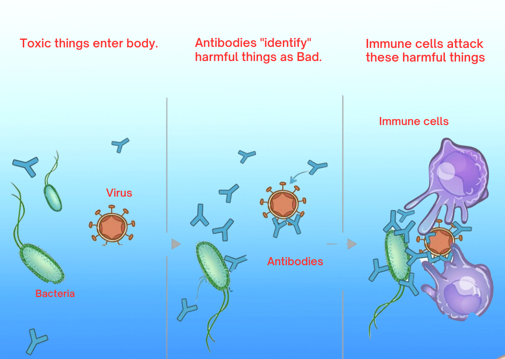 How are antibodies and immunity-related?