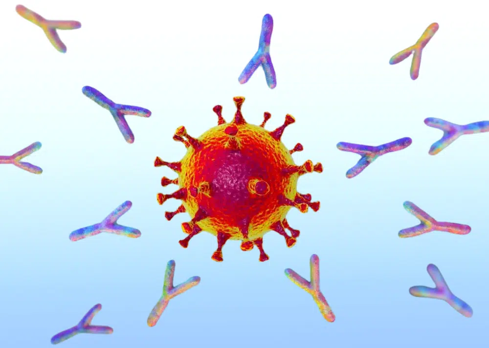 Antibodies and Immune system
